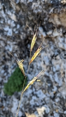Helictochloa
