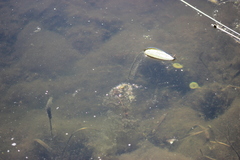 Sagittaria natans