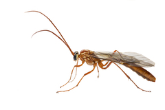 Ophion obscuratus