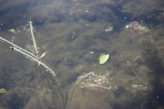 Sagittaria natans