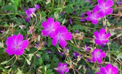 Erodium alpinum