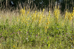 Verbascum chaixii