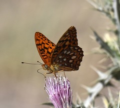 Speyeria coronis carolae