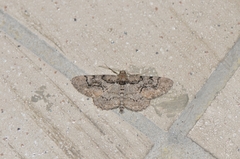 Heterarmia dissimilis