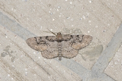 Heterarmia dissimilis