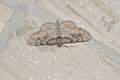 Heterarmia dissimilis