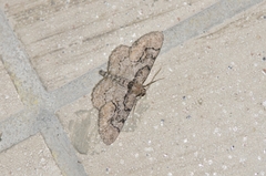 Heterarmia dissimilis