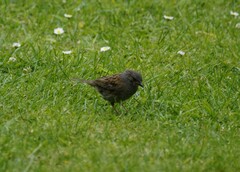 Prunella modularis occidentalis