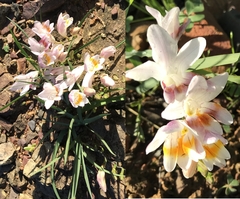 Freesia fucata