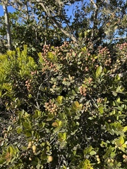 Syzygium legatii