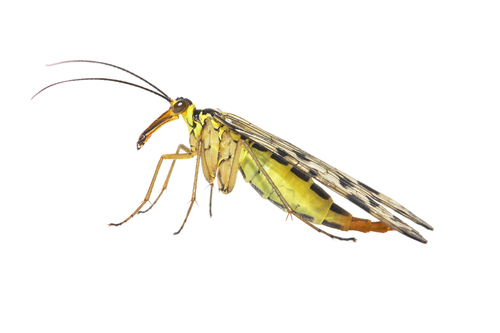 German Scorpionfly, 8421 Oldeberkoop, Nederland, photo 4 of 10