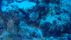 Labropsis xanthonota