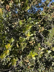 Syzygium legatii