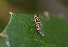 Euparyphus cinctus