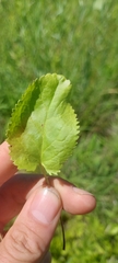 Packera paupercula pseudotomentosa