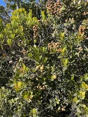 Syzygium legatii