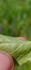Packera paupercula pseudotomentosa