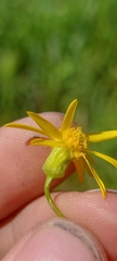 Packera paupercula pseudotomentosa