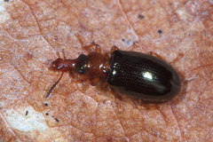 Salpingus ruficollis