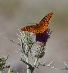 Speyeria coronis carolae