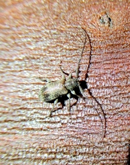 Exocentrus adspersus