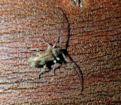 Exocentrus adspersus