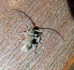 Exocentrus adspersus