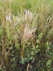 Stipa lessingiana