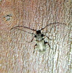 Exocentrus adspersus