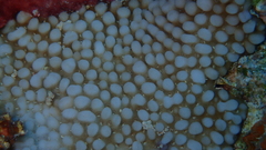 Montipora verrucosa