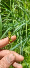Carex cephaloidea