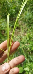 Carex cephaloidea