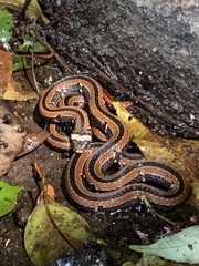 Sinomicrurus sauteri