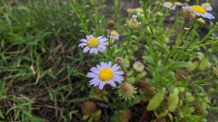 Aster oldhamii