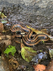 Sinomicrurus sauteri