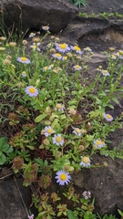 Aster oldhamii
