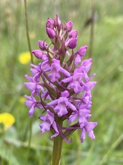 Gymnadenia borealis