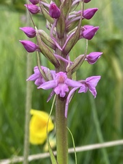 Gymnadenia borealis