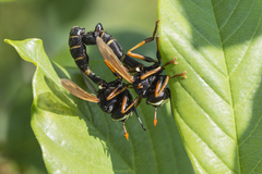 Physocephala nigra