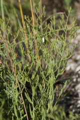 Thesium ramosum