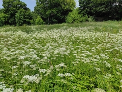 Aegopodium podagraria