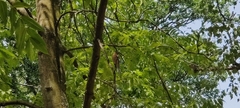 Fringilla coelebs