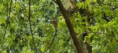 Fringilla coelebs