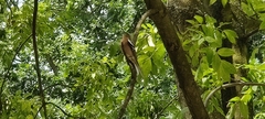 Fringilla coelebs