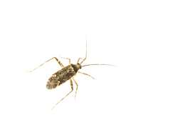 Phytocoris dimidiatus