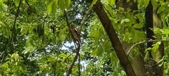Fringilla coelebs