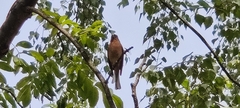 Fringilla coelebs