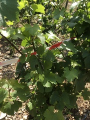 Vitis vinifera vinifera