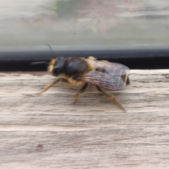 Megachile ericetorum