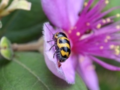 Cryptocephalus trifasciatus